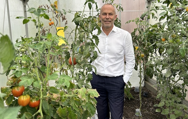 Tomaten für den guten Zweck